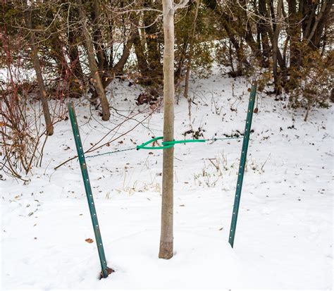 How to Stake a Tree the Right Way (So It'll Never Fall .